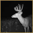 2011 C and S Trailcam Pic