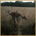 2012 C and S Trailcam Pic