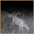 2012 C and S Trailcam Pic