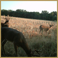 2012 C and S Trailcam Pic