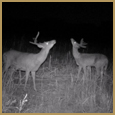 2012 C and S Trailcam Pic