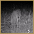 2012 C and S Trailcam Pic