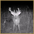 2012 C and S Trailcam Pic