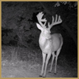 2012 C and S Trailcam Pic