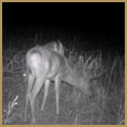 2012 C and S Trailcam Pic