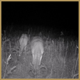 2012 C and S Trailcam Pic