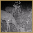 2012 C and S Trailcam Pic