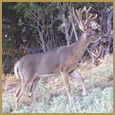 2012 C and S Trailcam Pic