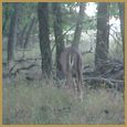 2012 C and S Trailcam Pic