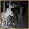 2012 C and S Trailcam Pic