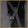 2012 C and S Trailcam Pic