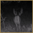 2012 C and S Trailcam Pic