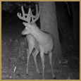 2012 C and S Trailcam Pic