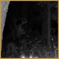 2012 C and S Trailcam Pic