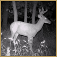 2012 C and S Trailcam Pic