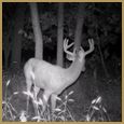 2012 C and S Trailcam Pic