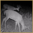 2012 C and S Trailcam Pic