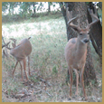 2012 C and S Trailcam Pic
