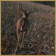 2012 C and S Trailcam Pic