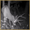 2012 C and S Trailcam Pic