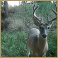 2012 C and S Trailcam Pic