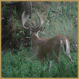 2012 C and S Trailcam Pic