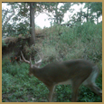 2012 C and S Trailcam Pic