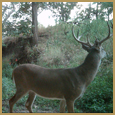 2012 C and S Trailcam Pic