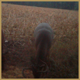 2012 C and S Trailcam Pic