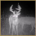 2012 C and S Trailcam Pic