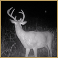 2012 C and S Trailcam Pic