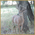 2012 C and S Trailcam Pic