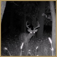 2012 C and S Trailcam Pic