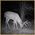 2012 C and S Trailcam Pic