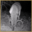 2012 C and S Trailcam Pic