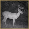 2012 C and S Trailcam Pic