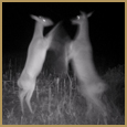 2012 C and S Trailcam Pic