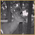 2012 C and S Trailcam Pic