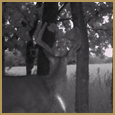 2012 C and S Trailcam Pic