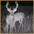 2012 C and S Trailcam Pic