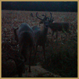 2012 C and S Trailcam Pic