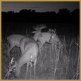 2012 C and S Trailcam Pic