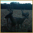 2012 C and S Trailcam Pic