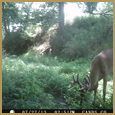 2012 C and S Trailcam Pic