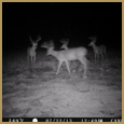 2012 C and S Trailcam Pic