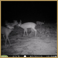 2012 C and S Trailcam Pic
