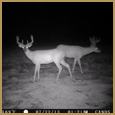 2012 C and S Trailcam Pic