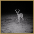 2012 C and S Trailcam Pic