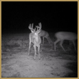 2012 C and S Trailcam Pic