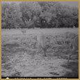 2012 C and S Trailcam Pic